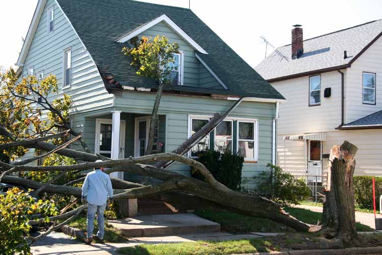 fallen-tree-front-yard