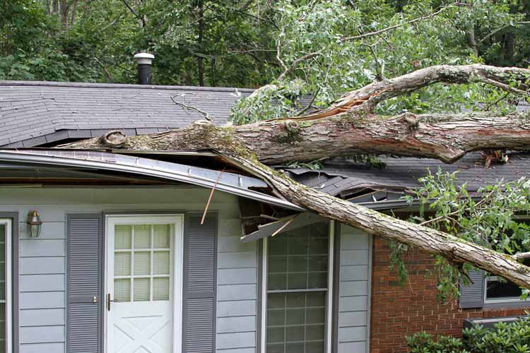 fallen-tree-ontop-of-roof